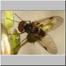 Chrysopilus erythrophthalmus - Schnepfenfliege 05a.jpg